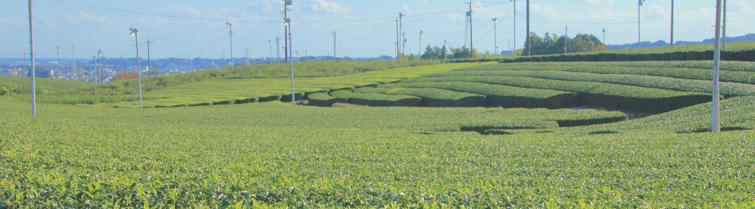 “Sizuoka Shimada”